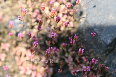 Rotala floribunda